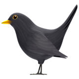 raven