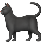 blackcat