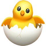 hatchingchick