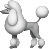 Poodle on Apple iOS 11.1