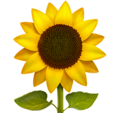 Sunflower on Apple iOS 13.1