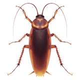 Cockroach on Apple iOS 14.2