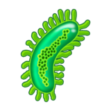 Microbe on Emojipedia Sample Images 11.1