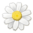 Blossom on Samsung Experience 9.5