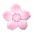Cherry Blossom on Samsung Experience 8.1