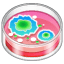 Petri Dish on WhatsApp 2.18.379