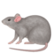 🐀 Rat Emoji