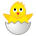 Hatching Chick