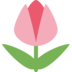Tulip